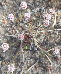 Eriogonum nortonii