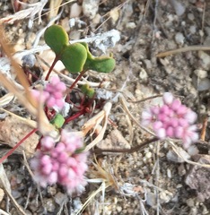 Eriogonum nortonii