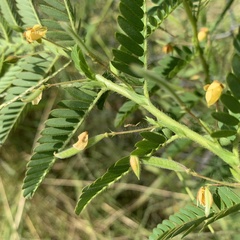 Chamaecrista falcinella var. parviflora image