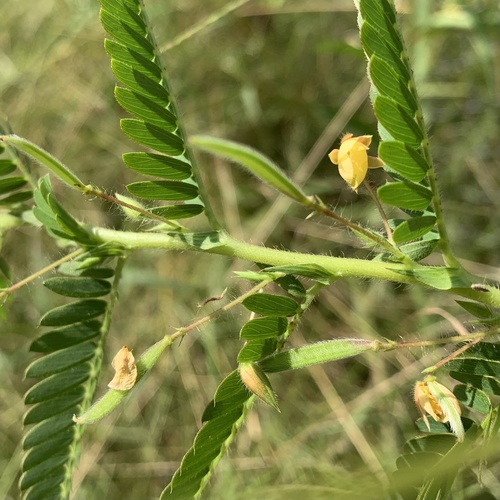 Chamaecrista falcinella image