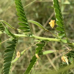Chamaecrista falcinella var. parviflora image