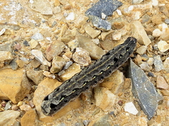 Spodoptera littoralis