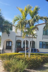 Ptychosperma elegans