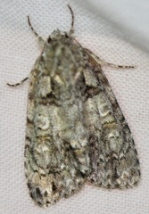 Acronicta modica