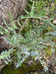 Astragalus trichopodus