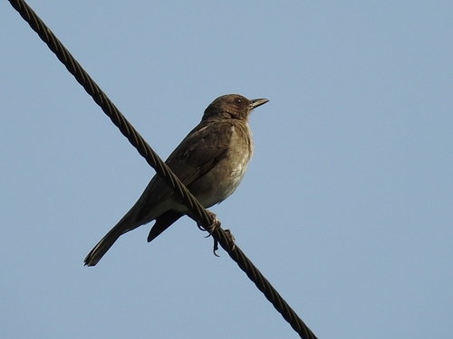 Black-billed Thrush (Turdus ignobilis), photo 9
