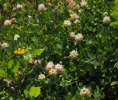 Trifolium argutum