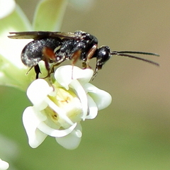 Cheloninae