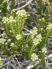 Phylica axillaris