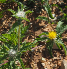 Centaurea procurrens