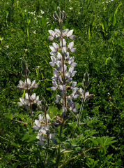 Lupinus palaestinus