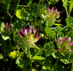 Trifolium spumosum