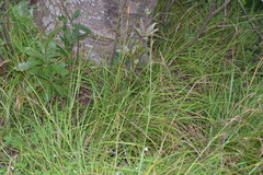 Carex lancea