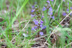 Glechoma hederacea