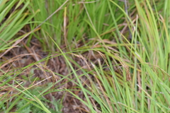 Carex lancea