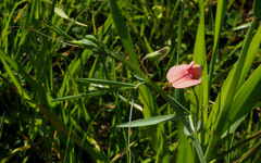 Lathyrus marmoratus