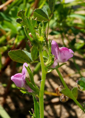 Misopates orontium