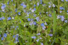 Veronica chamaedrys