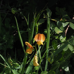 Lathyrus hierosolymitanus