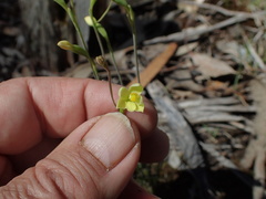 Thelymitra flexuosa