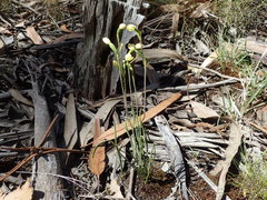 Thelymitra flexuosa