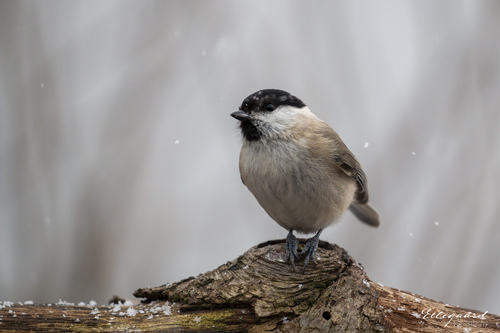 Carbonero palustre (Poecile palustris)