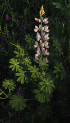 Lupinus palaestinus
