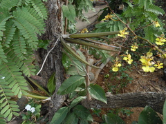 Trichocentrum brachyphyllum