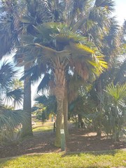 Copernicia baileyana