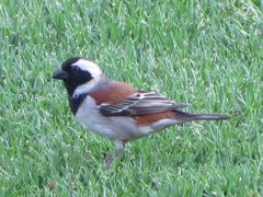 Passer melanurus vicinus