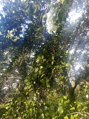 Image of Beilschmiedia berteroana by no rights reserved
