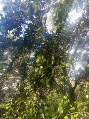 Beilschmiedia berteroana