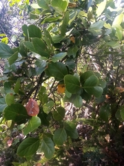 Beilschmiedia berteroana