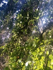 Beilschmiedia berteroana