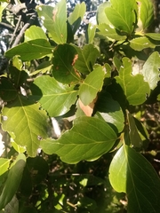 Beilschmiedia berteroana