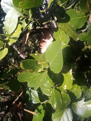Beilschmiedia berteroana