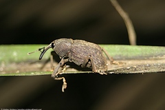 Homalinotus