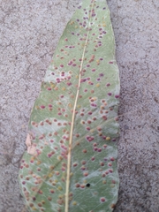 Puccinia malvacearum