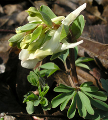 Corydalis caucasica