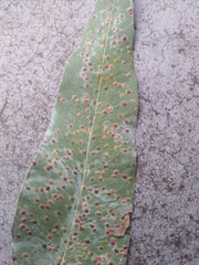 Puccinia malvacearum