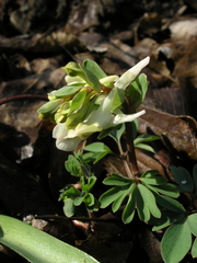 Corydalis caucasica