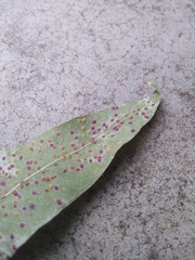 Puccinia malvacearum
