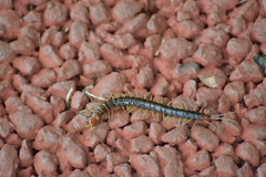 Scolopocryptops nigrimaculatus