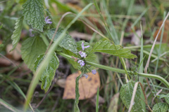 Ballota nigra