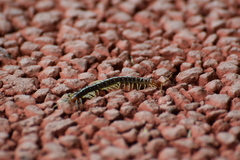 Scolopocryptops nigrimaculatus