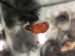 Morchellium argus