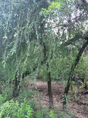 Acanthosyris spinescens