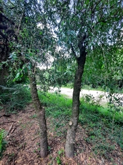 Acanthosyris spinescens