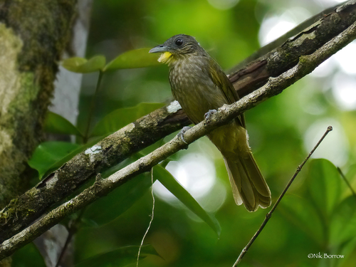 iNaturalist image