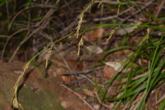 Carex lancea